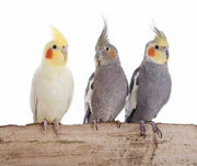 Cockatiels: Are They the Right Pet For You?