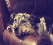 6 Dangers of Boredom of Dogs (and how to deal with it)