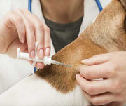 The Benefits of Microchipping
