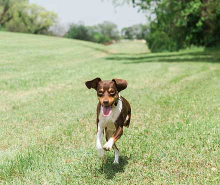 Dog Running In A Dog Park