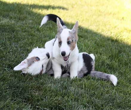 Dog Playing Ruff How to Know If Your Dog is Playing Too Rough – Petmate