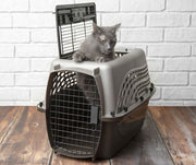 How to Get Your Cat to Love The Kennel