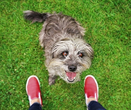 A mutt dog sitting in the grass next to its owners feet