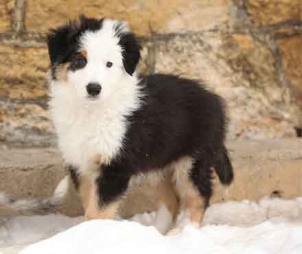 Cold Weather Safety Tips For Your Pets