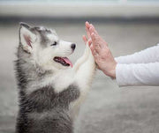 A small husky holding its paws up to its owners hands