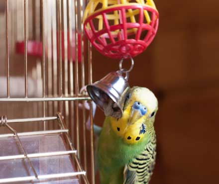 The Importance of Toys for Pet Birds