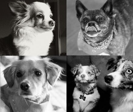 Black and White Image featuring five shelter dogs in a collage.