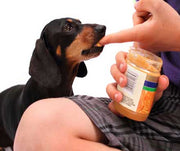 A Dachshund eating peanut butter from a mans hand