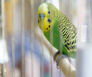 Bird Cage Cleaning: Daily, Weekly, and Monthly Bird Cage Maintenance