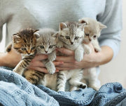 New Kitten Checklist: Getting Your Home Ready For Your New Cat