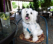 A dog sitting outdoors at a table