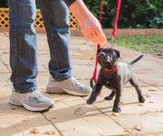 Introducing a Leash and Collar To Your Dog