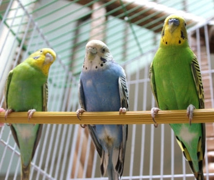 Do's and Dont's for Pet Bird Owners