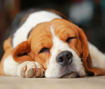 Why Your Dog Spends 50% of His Day Asleep