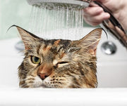 Cats Hate Water - Fact or fiction?