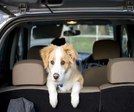 Traveling Tips and Tricks