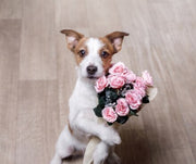 A dog holding a dozen pink roses