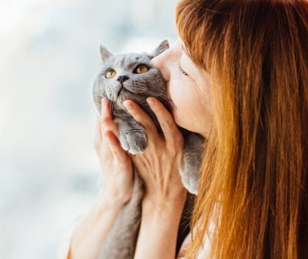 Yes, Cat's Need Exercise Too!