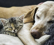 Caring for Older Pets