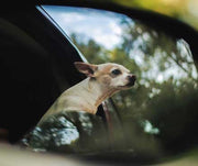 A dog looking out the window of a car while driving