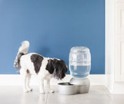 Pet Hydration: Tips On How To Keep Your Pet Hydrated