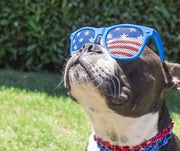 Fireworks and Pets: Tips on Staying Safe this Summer
