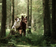 Two Dogs In The Forest Near Poison Ivy