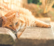 Is Your Cat Overheating?