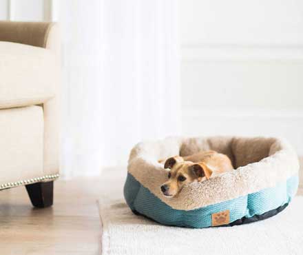 Dog resting in a round Petmate dog bed