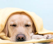 A dog resting under a PetFusion blanket