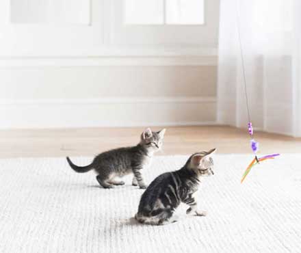 What Catches Your Kitty's Attention