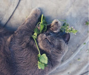 Why is My Cat Crazy About Catnip?