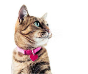 The Importance Of Quick Release Cat Collars