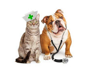 Can Dogs and Cats Get Coronavirus?
