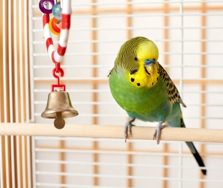 How To Keep Your Pet Bird Entertained