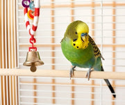How To Keep Your Pet Bird Entertained