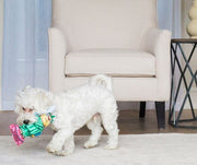 Dog with a plush toy from Petmate