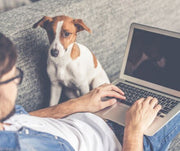 Dog Watching A Man Working On A Laptop Computer