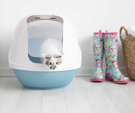 How To Pick The Right Litter Pan For Your Cat