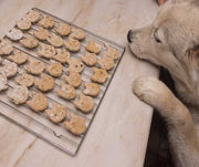 A dog looking at a tray of dog treats