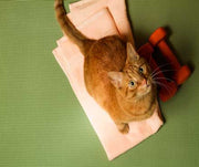 Interactive Ways To Trick Your Indoor Cat Into Exercising