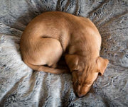 Dog curled up in a Petmate bed sleeping