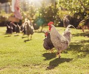 7 Tips Every Backyard Chicken Owner Should Know