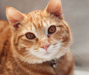 Ways to Celebrate National Cat Day 2020