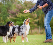 Two dogs in a park with its owner learning to sit and stay
