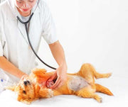 A Vet examining a dog