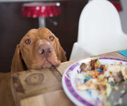Dog resting its head on a table waiting for some food 
