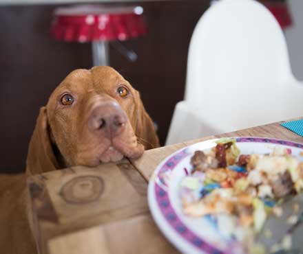 Dog resting its head on a table waiting for some food