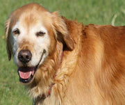 A senior dog in a field on a walk