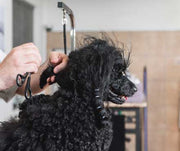 A Poodle Getting Groomed